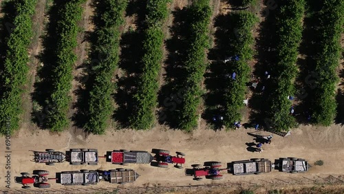 Overhead view of teams picking export stone fruit in an orchards in South Africa's prime stone fruit production area, Ceres, in the Western Cape, during the summer harvest season.  photo