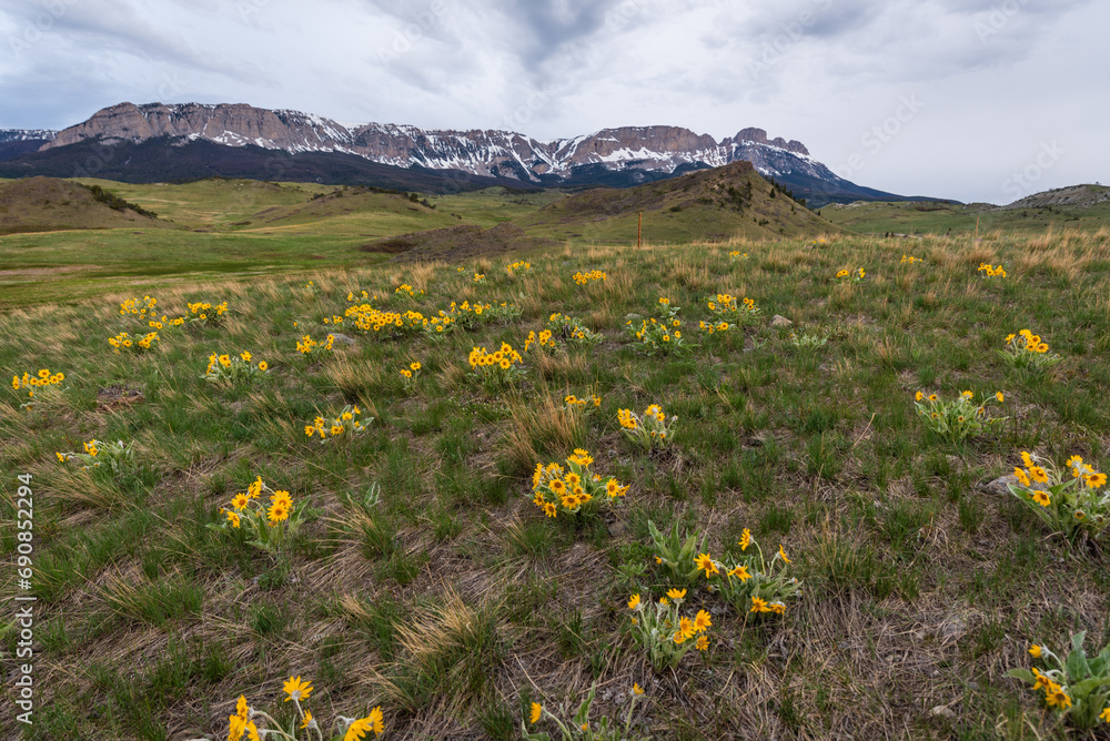 Fototapeta premium Yellow Wildflowers Cover Mountain Hillside