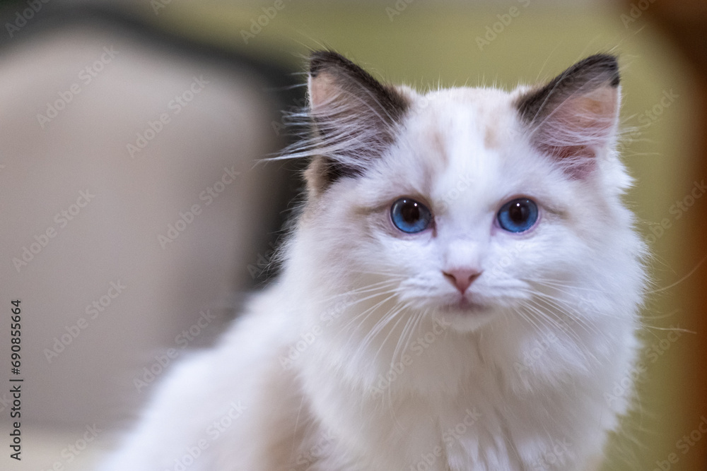Cute, small Ragdoll cat. 3 months old Cute, small Ragdoll cat. 3 months old
