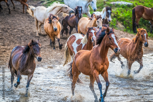 Fototapeta Naklejka Na Ścianę i Meble -  Early Morning Running Of The Horses at Glenworth Valley