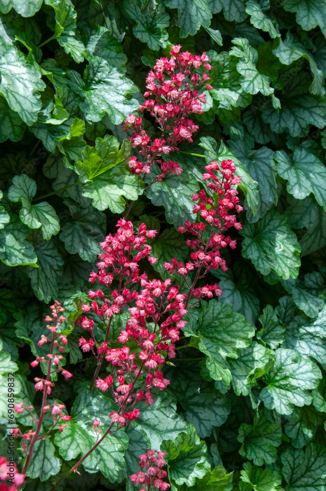 Sydney Australia, flowering heuchera in vertical garden