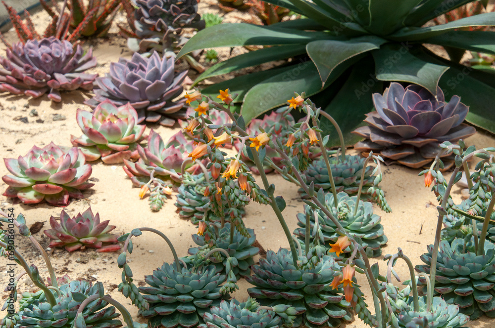 Obraz premium Sydney Australia, orange flowering echeveria in desert garden