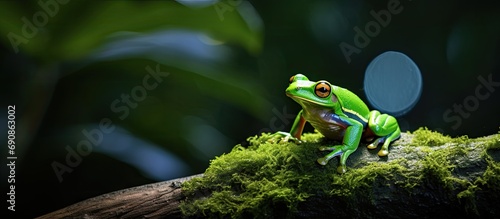 Costa Rican frog in Corcovado rainforest on Osa Peninsula photo