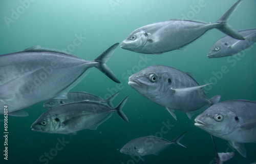 Silver trevally fish