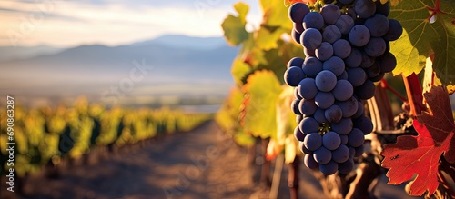 Malbec grapes dominate Argentina's vineyards, specifically in Lujan de Cuyo, the first American DOC. photo