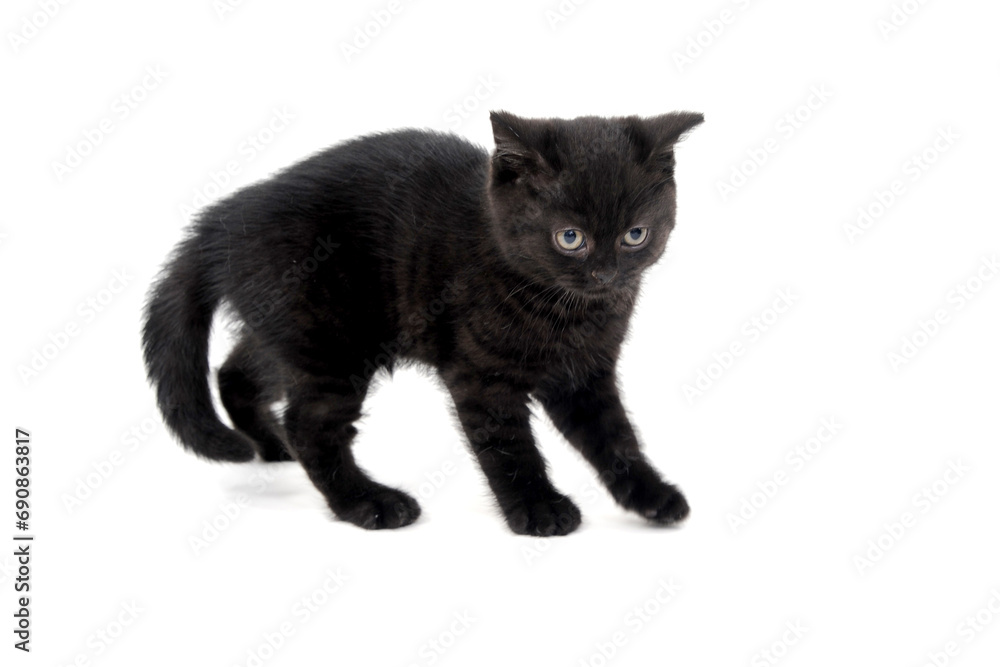 fluffy purebred black kitten sits sideways on an isolated background