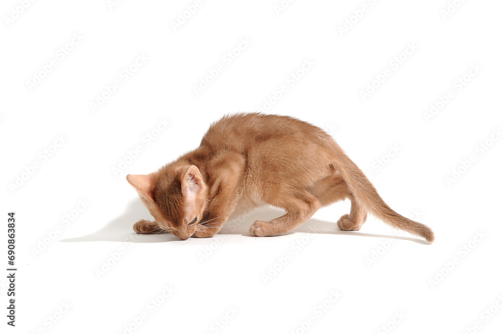 ginger purebred kitten sits on an isolated white background ginger purebred kitten sits on an isolated white background