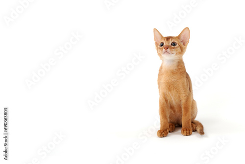 ginger purebred kitten sits on an isolated white background