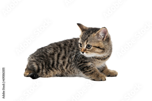 a small fluffy kitten on a white isolated background © Евгений Порохин