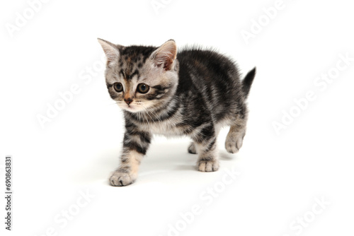 a small fluffy kitten on a white isolated background