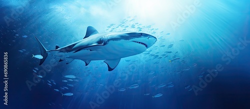 Two sharks swimming underwater in a blue gradient backdrop. © 2rogan