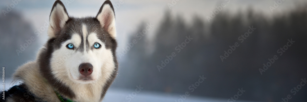 Siberian husky outdoor portrait with winter background Siberian husky outdoor portrait with winter background