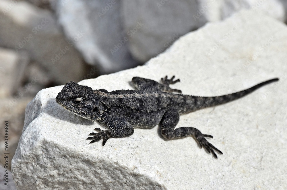Close up of a southern African rock agama Close up of a southern African rock agama