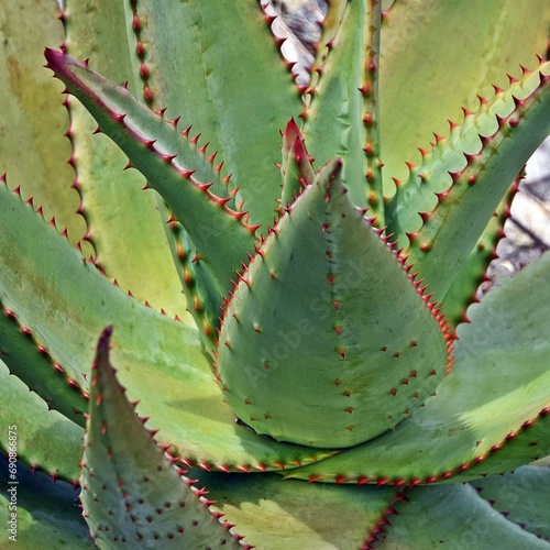 Close up of an Aloe ferox plant