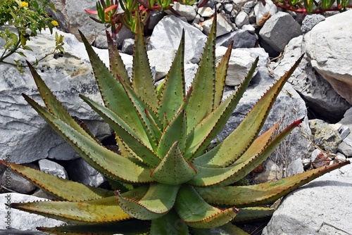 Close up of an Aloe ferox plant photo