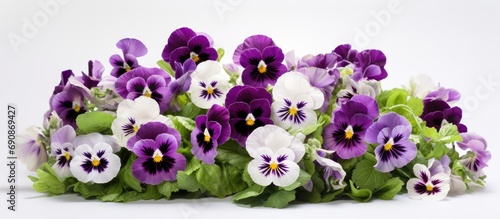 Purple and white pansies with a graded color blend. photo