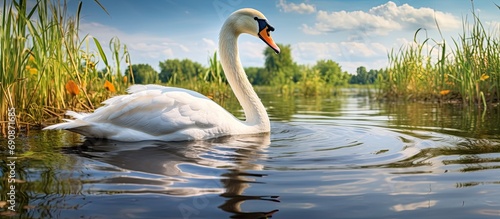 Conservation of biodiversity in Danube delta with a graceful swan. photo