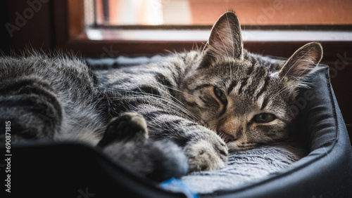 yawning cat, cat sleeping on the bed, cat in the hole
