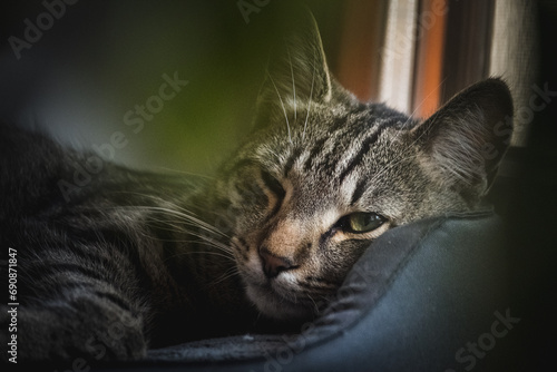 yawning cat, cat sleeping on the bed, cat in the hole
