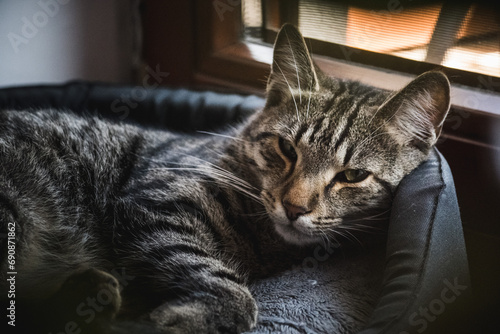 yawning cat, cat sleeping on the bed, cat in the hole
