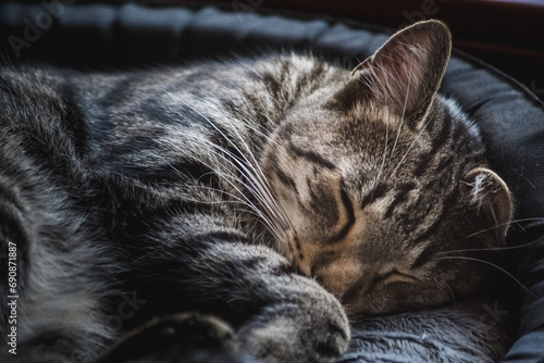 yawning cat, cat sleeping on the bed, cat in the hole
