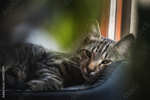 yawning cat, cat sleeping on the bed, cat in the hole
