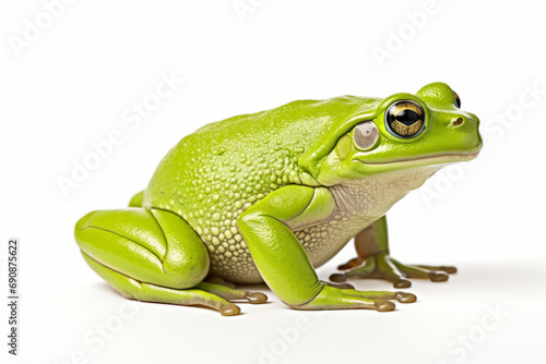 Close up photograph of a full body frog isolated on a solid white background