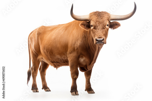 Close up photograph of a full body bull isolated on a solid white background