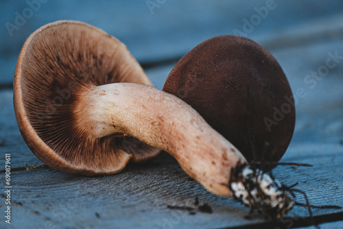 Tricholoma imbricatum, Matt knight mushroom photo