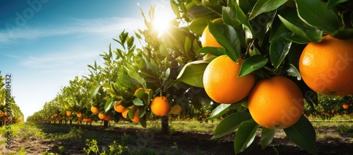 Winter citrus grove with ripe organic oranges. Traditional farming.