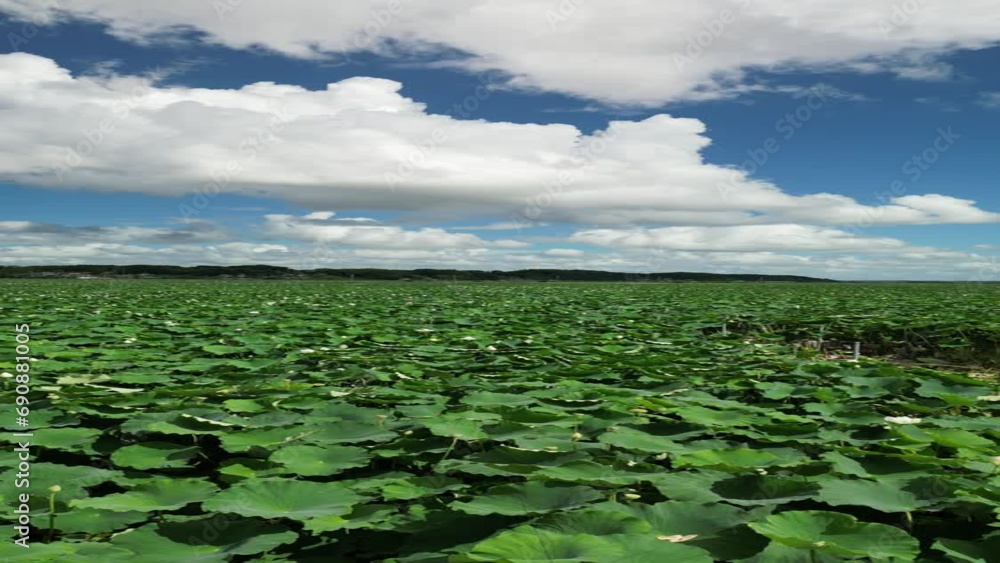 【縦型動画】蓮畑の空撮動画。夏の晴れた日に、緑と青空の映える日。Aerial video of lotus field. A sunny summer day with greenery and blue skies. 【縦型動画】蓮畑の空撮動画。夏の晴れた日に、緑と青空の映える日。Aerial video of lotus field. A sunny summer day with greenery and blue skies.