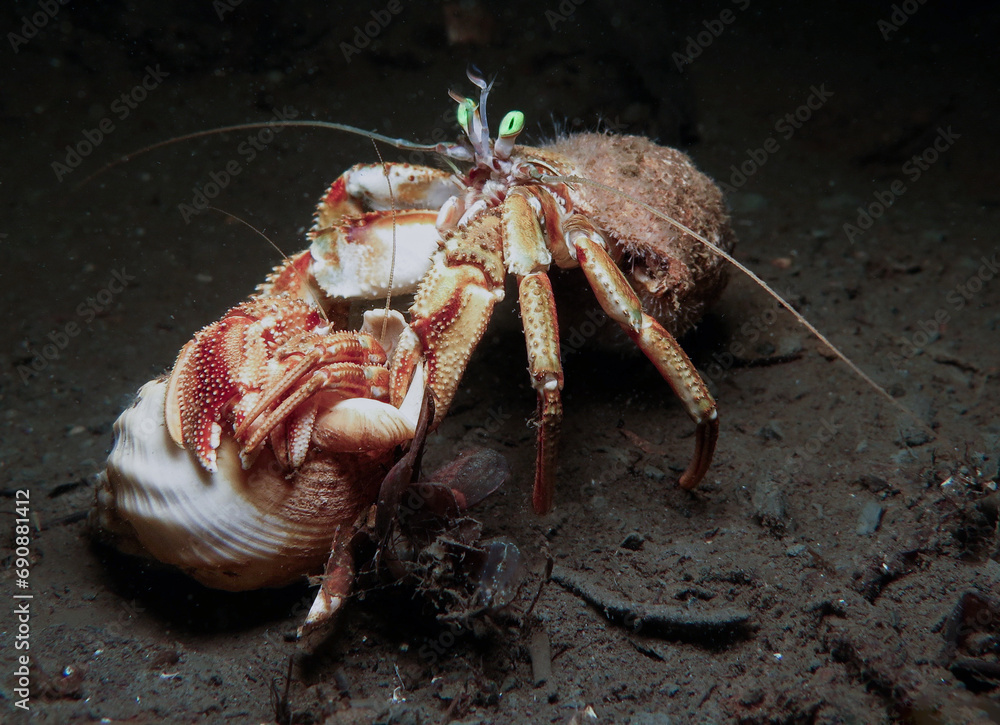Mating dance between two hermit crabs