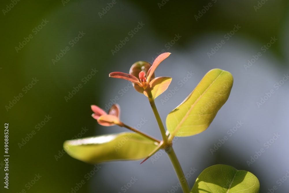 Fototapeta premium cherry fruit leaf