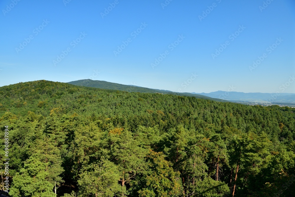 Panorama view of the landscape and treetops from a height