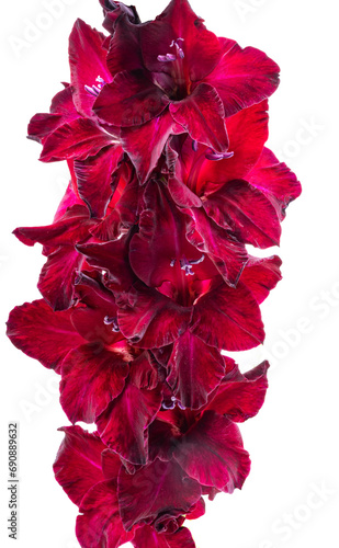 Obraz na płótnie gladiolus flowers isolated