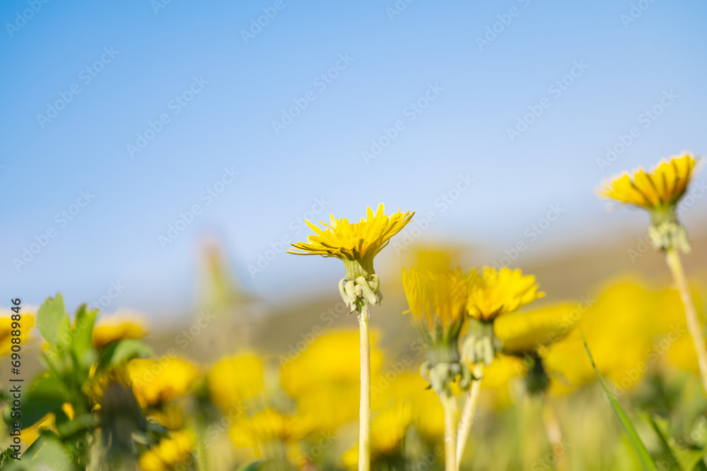 Fototapeta premium dandelions blooming in the meadow
