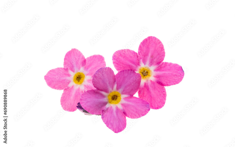 beautiful forget-me-not flowers isolated