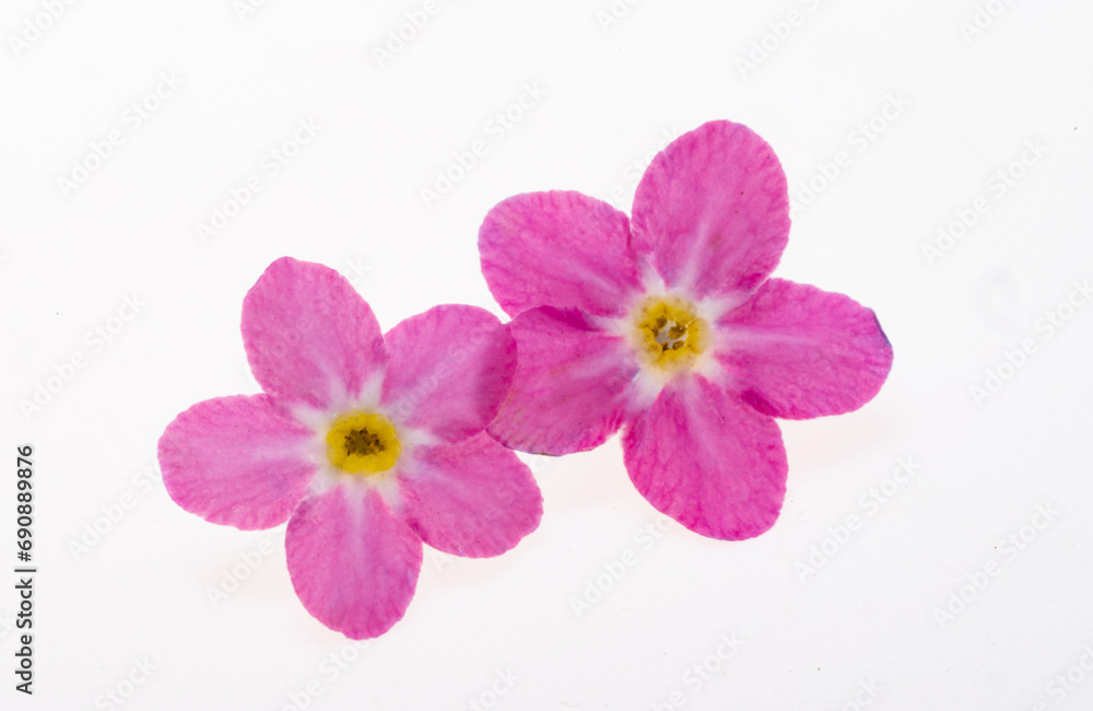 beautiful forget-me-not flowers isolated beautiful forget-me-not flowers isolated