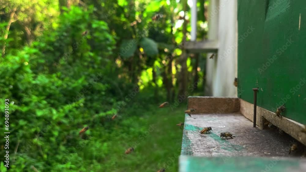 Bees are flying in front of the beehive Bees are flying in front of the beehive