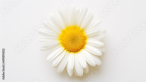 A dainty daisy with a vibrant yellow center, showcased perfectly on a white canvas.