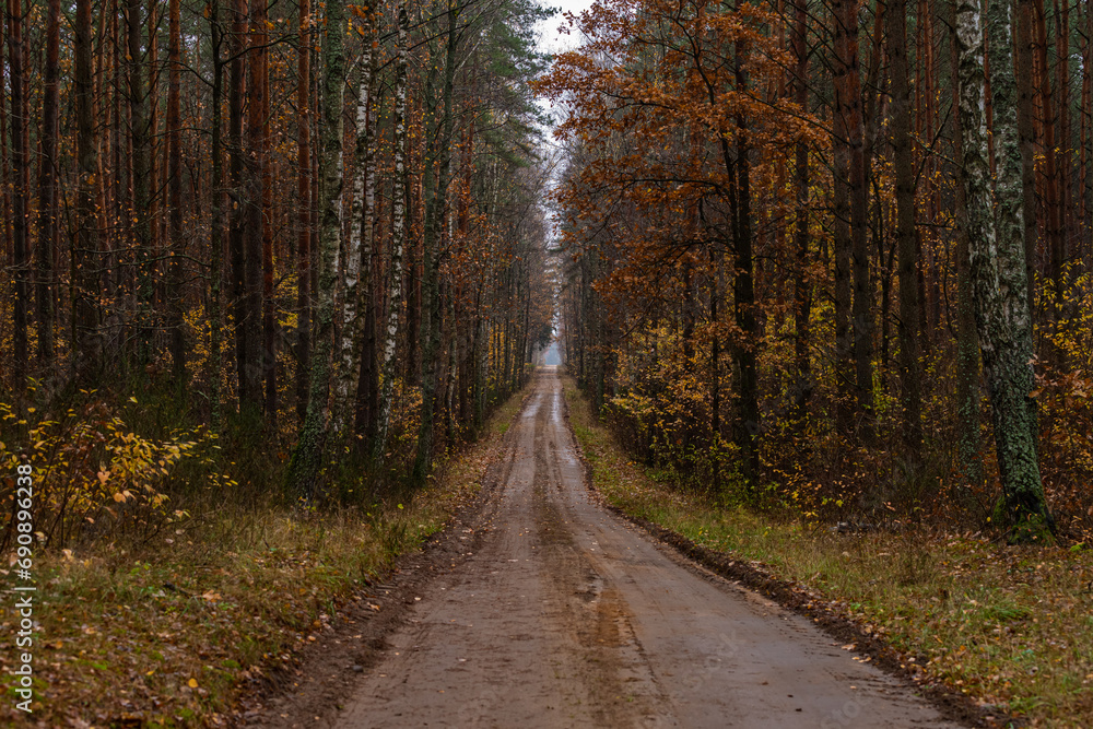Fototapeta premium road in autumn forest