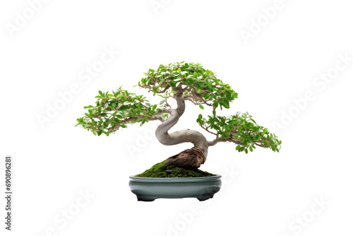 bonsai tree