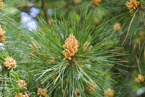 Blossom of Macedonian pine. Male pollen producing strobili. New male cone of Balkan pine. Pinus peuce. Yellow cluster pollen-bearing microstrobiles of white pine group, Pinus subgenus Strobus. photo