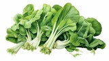 A fresh cut of bok choy, its stalks and leaves creating a harmonious green symphony on white.