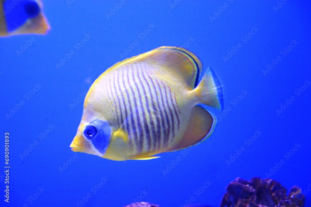 fish in aquarium fish in aquarium