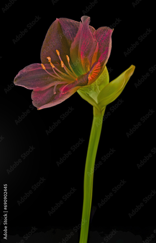 amarylis flower on dark background