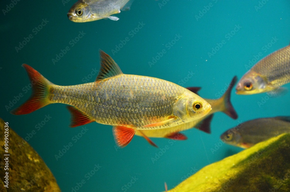 Fototapeta premium fish in aquarium