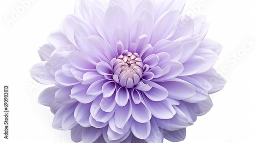A lavender-colored chrysanthemum, its petals looking soft and inviting, surrounded by pure white.