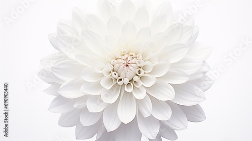 A lone chrysanthemum, its layered petals and central details captured in high-definition against a spotless white background.