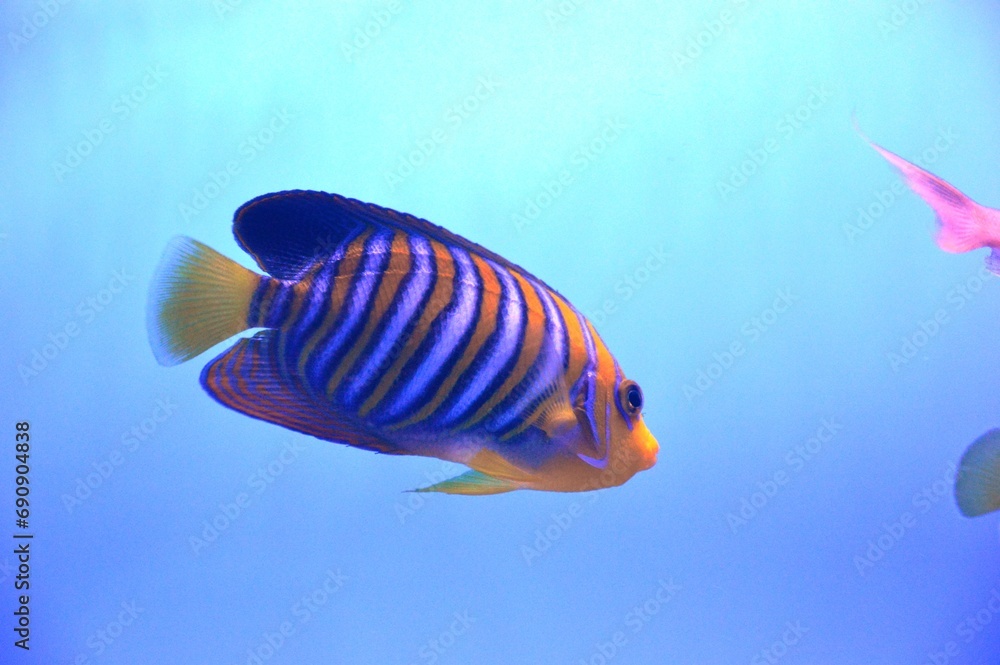 fish swimming in aquarium fish swimming in aquarium